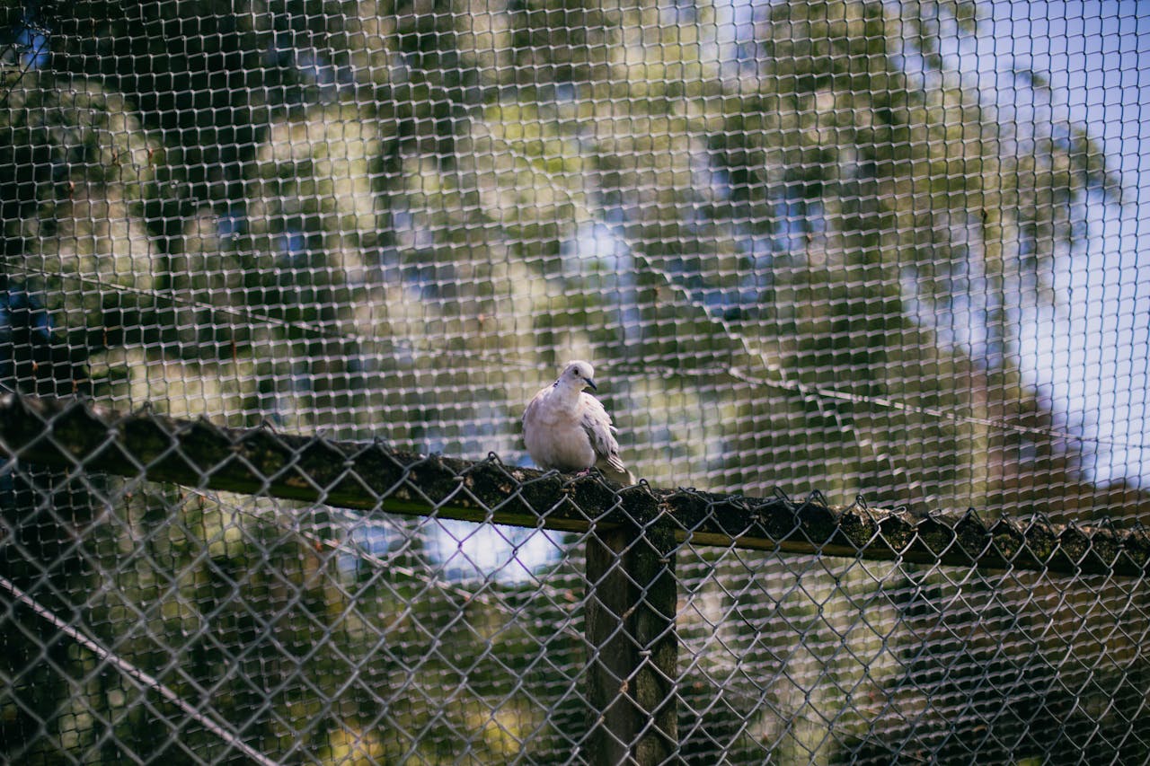 A serene dove perched on a fence within a netted aviary at Virginia Lake, New Zealand.